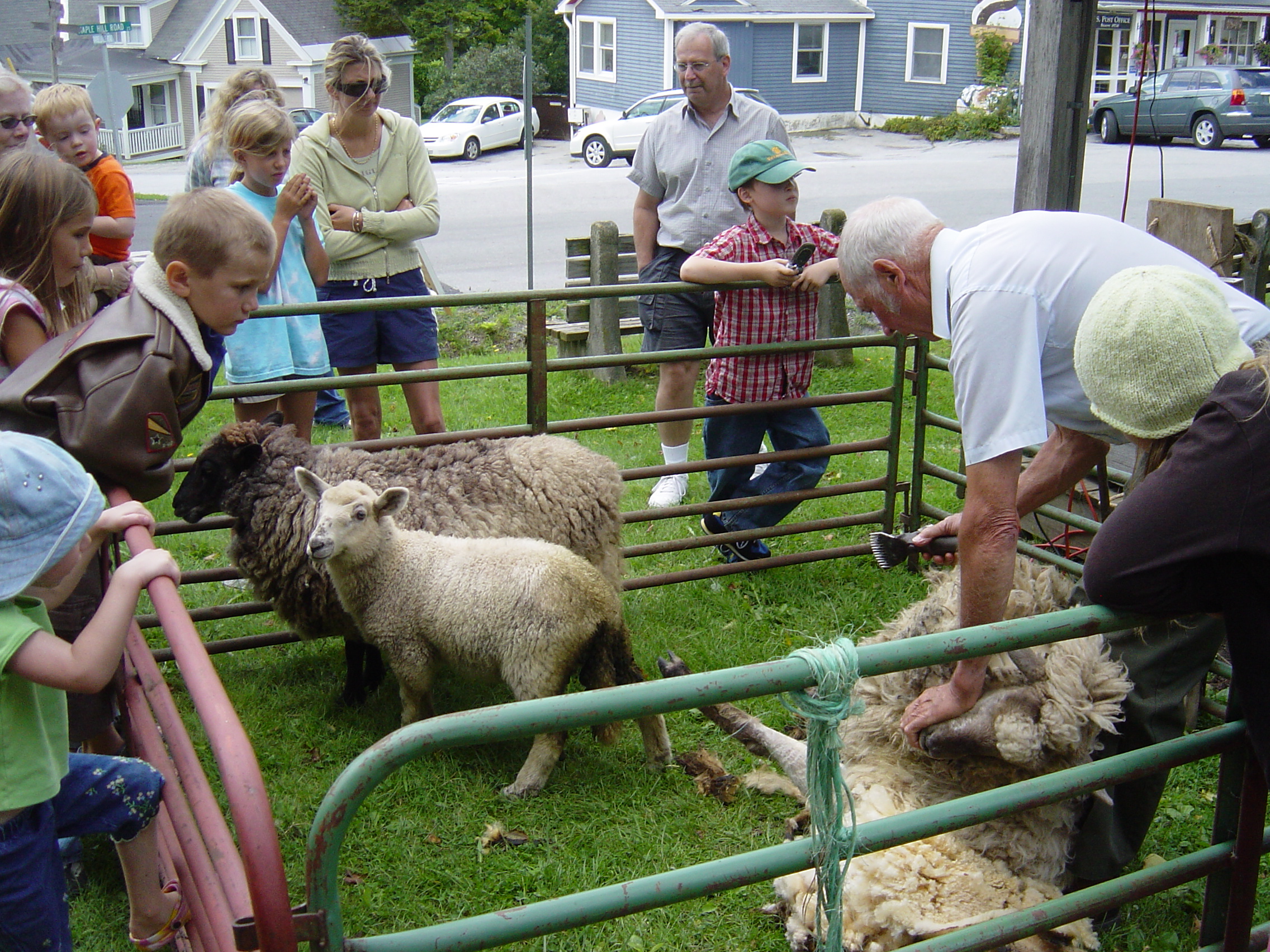 Sheep Shearing